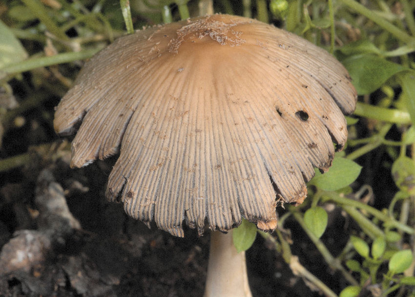 Cappello e imenio di coprinus